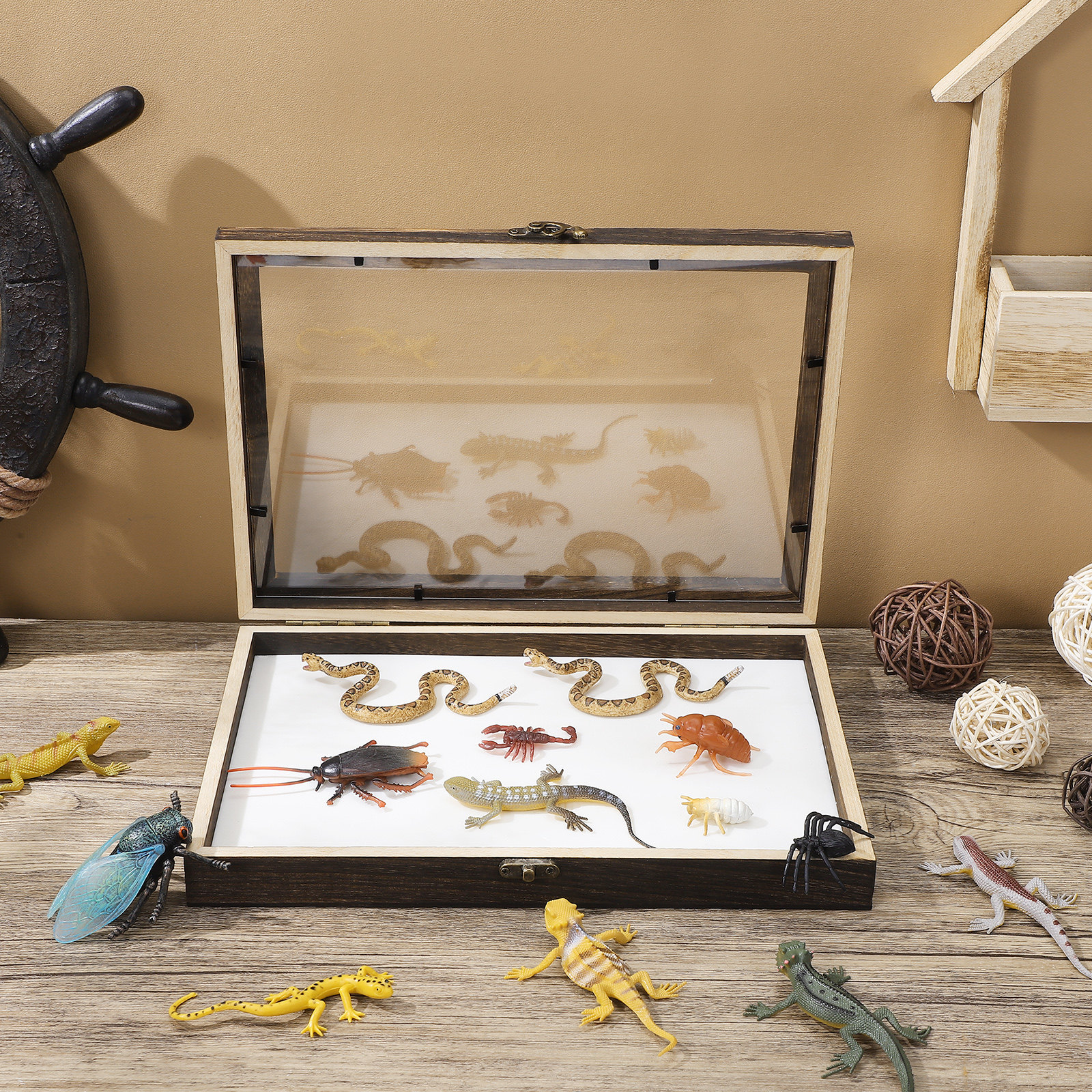 1Set Wood Specimen Storage Box - مراجعة Frame Display Wood وسعره